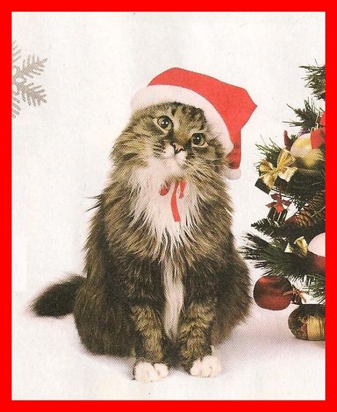 Images-preferees-Chat-Pere-Noel.jpg