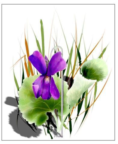 fleurs-violette-03.114-copie-1.JPG