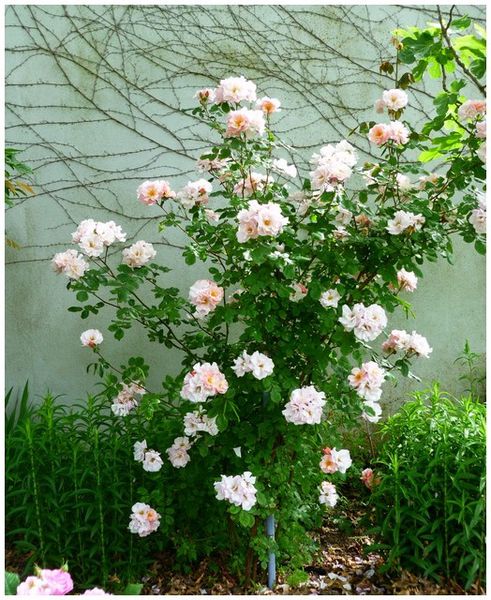 roses-petites-rose-peche.jpg