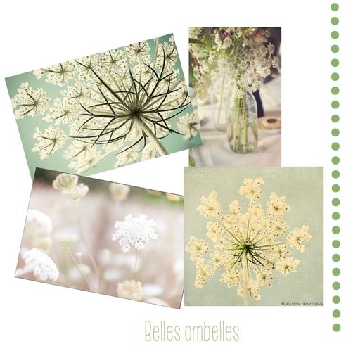 belles-ombelles-4.jpg