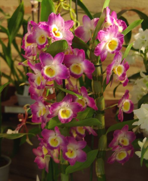 Orchidees-17.jpg
