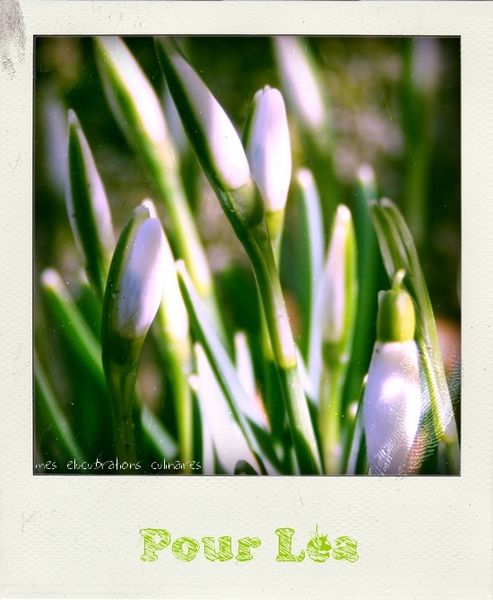 clochette perce-neige pola