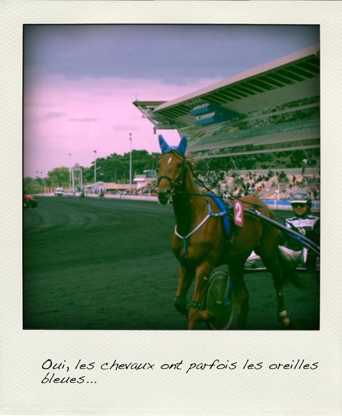 DSC06557-pola