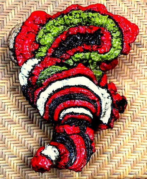 Champignons 009