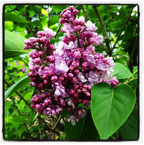 lilas.png