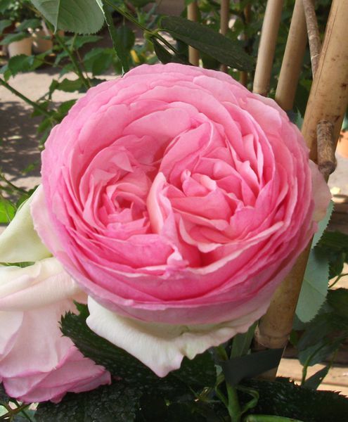rose-rose.JPG