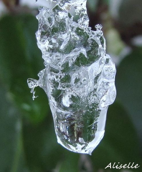 Goutte glacée 2010 #7