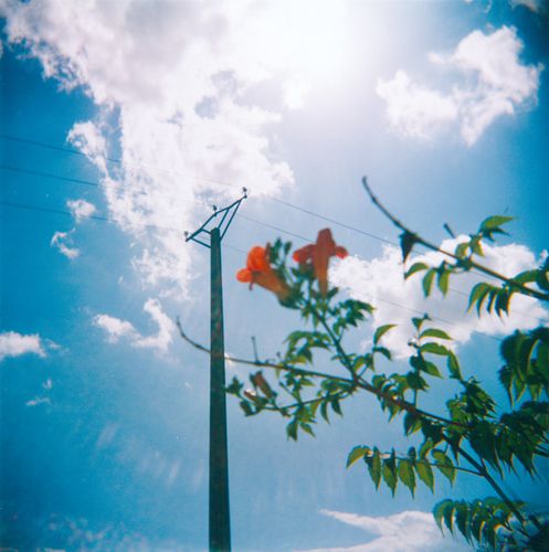 fleur.jpg