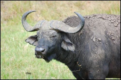 ANIMAUX-D-AFRIQUE_1381.jpg