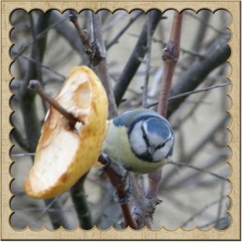 mésange bleue