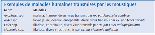types-de-moustiques.png