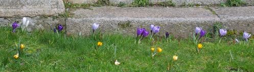crocus