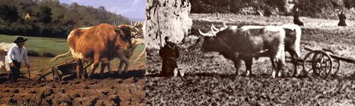 Boeuf-Morvandiau-R.jpg
