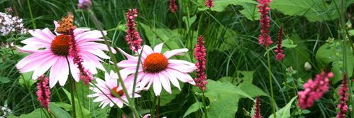 Echinacea purpurea 20959b redimensionner