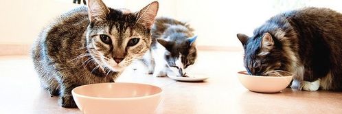 visite-chat-domicile.jpg
