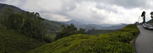 Panorama Tea plantation CH 1