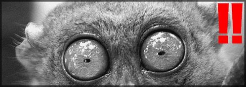Tarsier2
