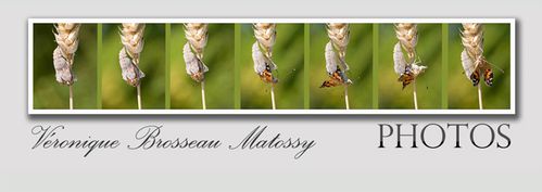site-v.brosseau