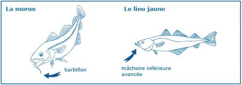 morue-et-lieu-jaune-de-mer-du-nord