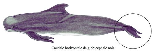 caudale globicephale noir