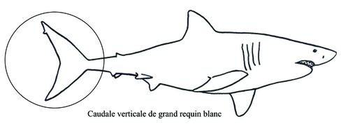 caudale requin blanc copie