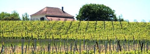 Les vignes de Sarragachies