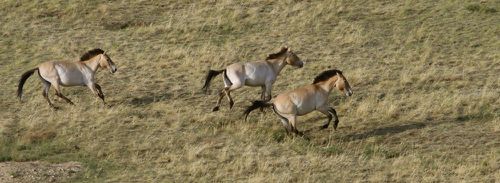 Przewalski ER-copie-1