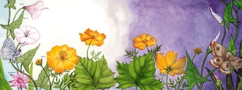 fleurs.jpg