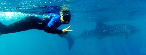 swimming with whale sharks exmouth (40)