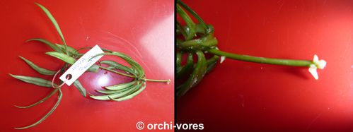 bout-hoya-pauciflora-1.jpg
