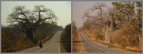 collage biking baobab