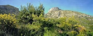 images-copie-1