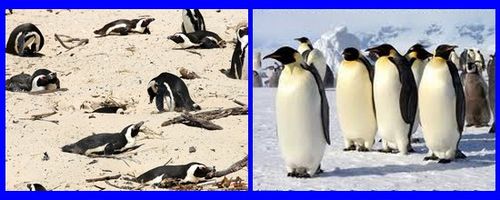 pingouins-et-manchots-copie-1.jpg