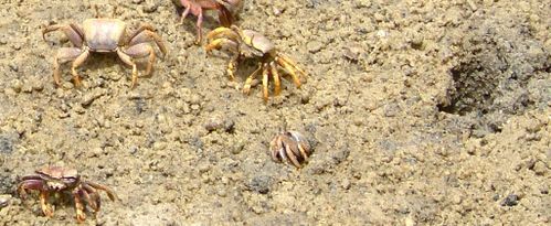 P-crabes-mangrove