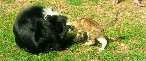 chat-cat.jpg