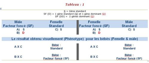 T Dominant Ta 1