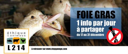 banniere-foie-gras-1-info-jour.jpg