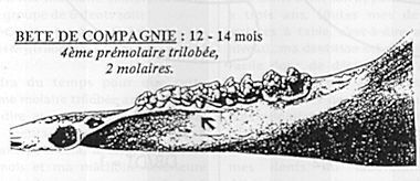 Sanglier0018