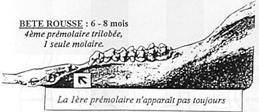 Sanglier0017