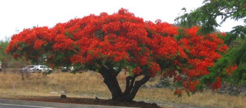flamboyant arbre