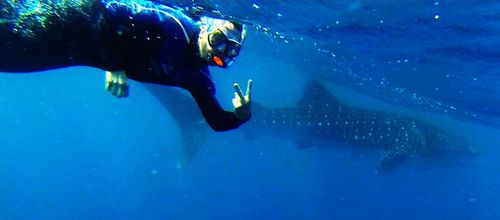 swimming with whale sharks exmouth (46)