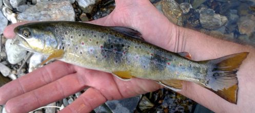 Truite peche mouche hérault