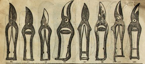 secateurs.jpg