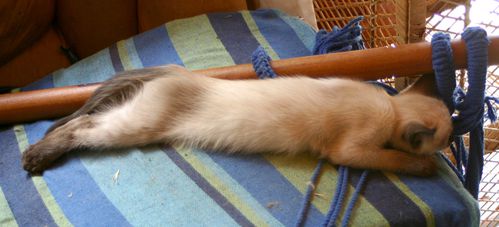 chats 6644b