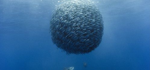 poissons film oceans perrin