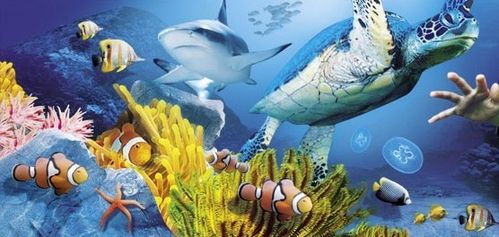 sealife.jpg