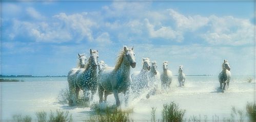233-chevaux-au-galop-WallFizz.jpg