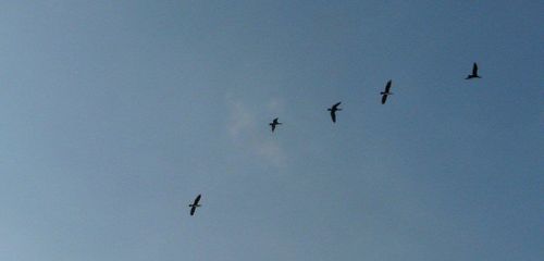 Cormorans-Marlens-vol---Copie.jpg