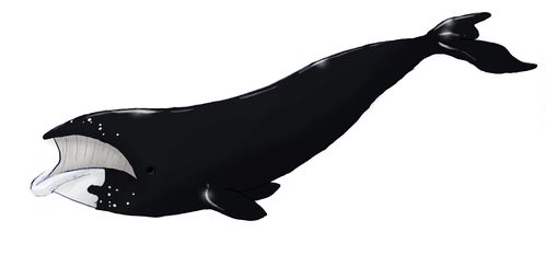 baleine franche