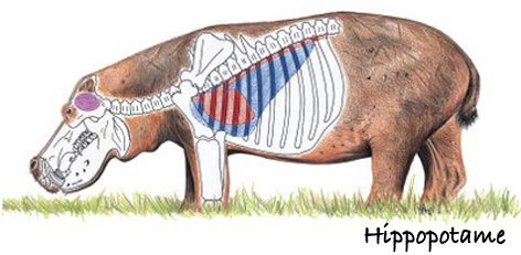 hippo-diagram